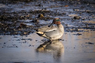 Krickente (M) / Eurasian Teal - Common Teal