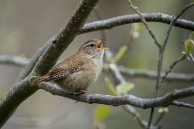 Zaunkönig / Eurasian Wren