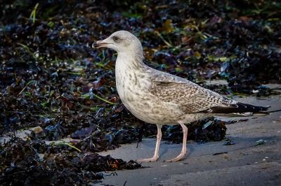 Silbermöwe im 2. Winter / European Herring Gull