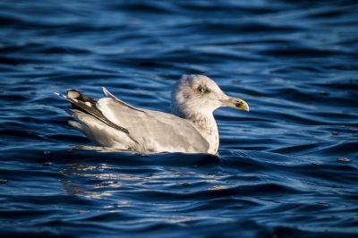 Silbermöwe im 4. Winter / European Herring Gull