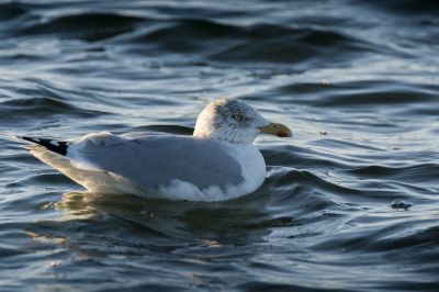 Silbermöwe (adult) im Schlichtkleid / European Herring Gull