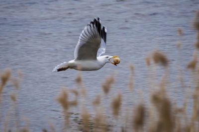 Silbermöwe (adult) im Prachtkleid / European Herring Gull