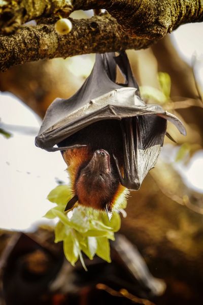 Flughund (Pteropus) / Flying Fox - Fruit Bat - Megabat