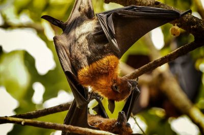 Flughund (Pteropus) / Flying Fox - Fruit Bat - Megabat