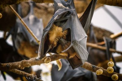 Flughund (Pteropus) / Flying Fox - Fruit Bat - Megabat