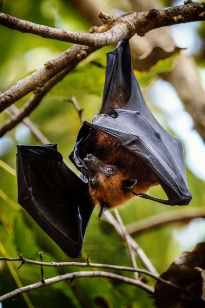 Flughund (Pteropus) / Flying Fox - Fruit Bat - Megabat