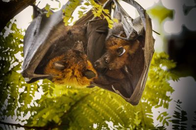 Flughund (Pteropus) / Flying Fox - Fruit Bat - Megabat