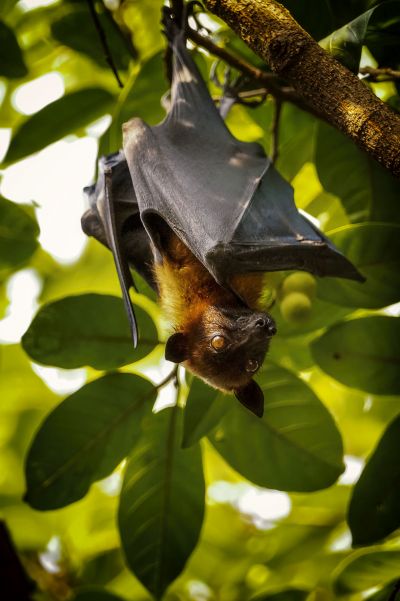 Flughund (Pteropus) / Flying Fox - Fruit Bat - Megabat