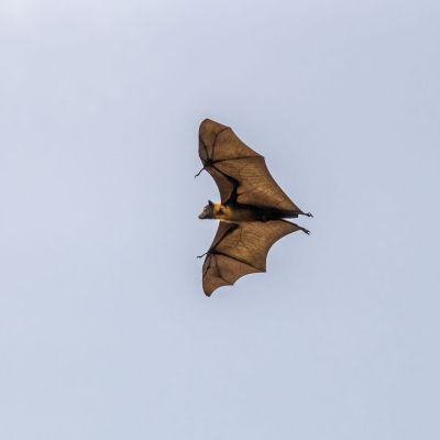 Flughund (Pteropus) / Flying Fox - Fruit Bat - Megabat