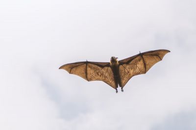 Flughund (Pteropus) / Flying Fox - Fruit Bat - Megabat