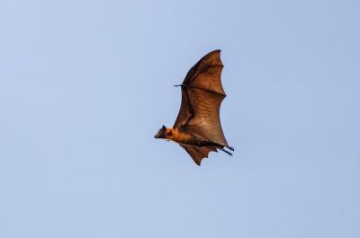 Flughund (Pteropus) / Flying Fox - Fruit Bat - Megabat