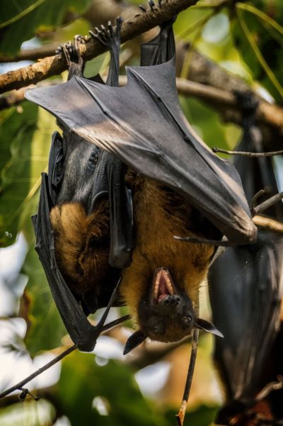 Flughund (Pteropus) / Flying Fox - Fruit Bat - Megabat