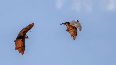 Flughund (Pteropus) / Flying Fox - Fruit Bat - Megabat