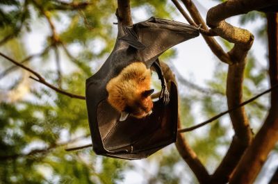 Flughund (Pteropus) / Flying Fox - Fruit Bat - Megabat