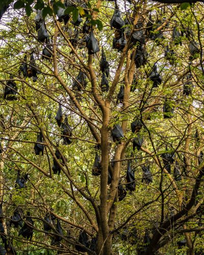 Flughund (Pteropus) / Flying Fox - Fruit Bat - Megabat