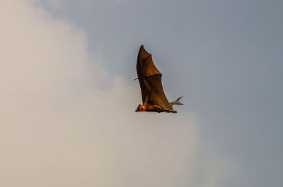 Flughund (Pteropus) / Flying Fox - Fruit Bat - Megabat