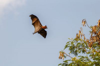 Flughund (Pteropus) / Flying Fox - Fruit Bat - Megabat