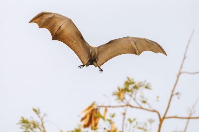 Flughund (Pteropus) / Flying Fox - Fruit Bat - Megabat