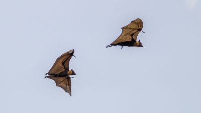 Flughund (Pteropus) / Flying Fox - Fruit Bat - Megabat