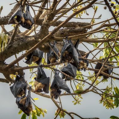 Flughund (Pteropus) / Flying Fox - Fruit Bat - Megabat