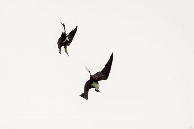 Fregattvögel / Frigatebirds