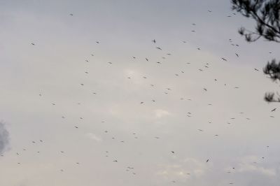 Fregattvögel / Frigatebirds