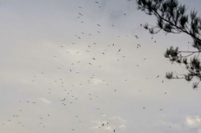 Fregattvögel / Frigatebirds