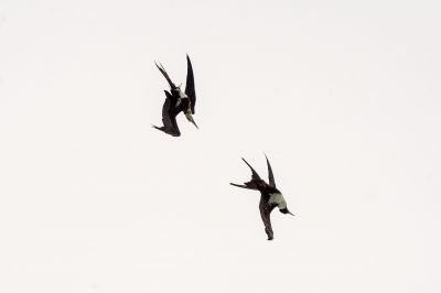 Fregattvögel / Frigatebirds