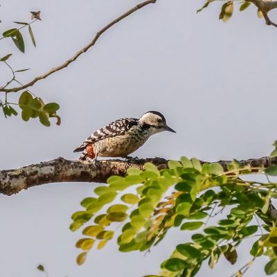 Isabellbrustspecht (W) / Fulvous-breasted Woodpecker