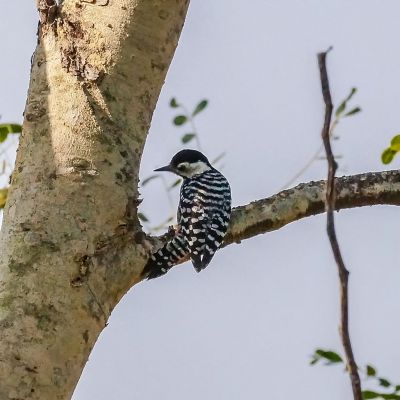 Isabellbrustspecht (W) / Fulvous-breasted Woodpecker