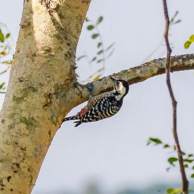 Isabellbrustspecht (W) / Fulvous-breasted Woodpecker