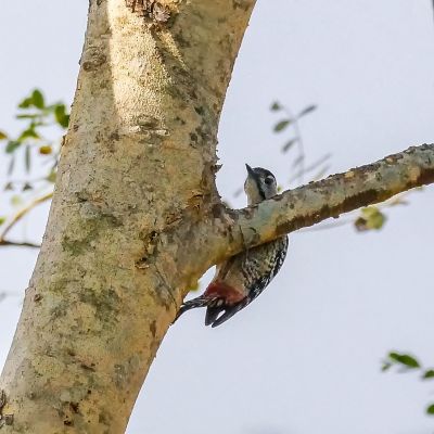 Isabellbrustspecht (W) / Fulvous-breasted Woodpecker