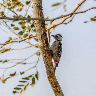 Isabellbrustspecht (W) / Fulvous-breasted Woodpecker