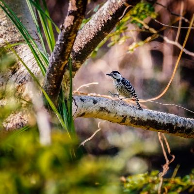 Isabellbrustspecht (W) / Fulvous-breasted Woodpecker