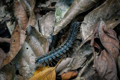 Giant Millipede, Subspecies