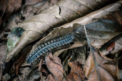 Giant Millipede, Subspecies