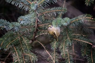 Wintergoldhähnchen (F) / Goldcrest