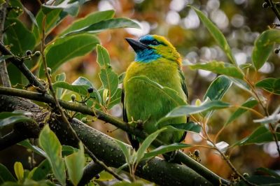 Prachtbartvogel / Golden-naped Barbet