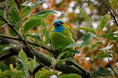 Prachtbartvogel / Golden-naped Barbet