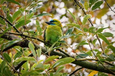 Prachtbartvogel / Golden-naped Barbet