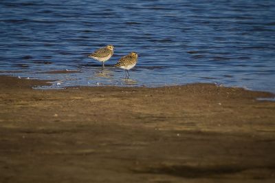 Goldregenpfeifer / Golden Plover