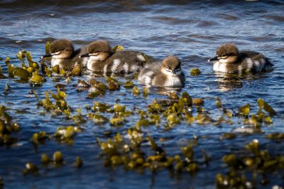 Gänsesäger (J) / Goosander