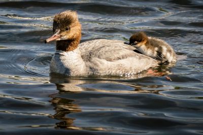 Gänsesäger (F,.J) / Goosander