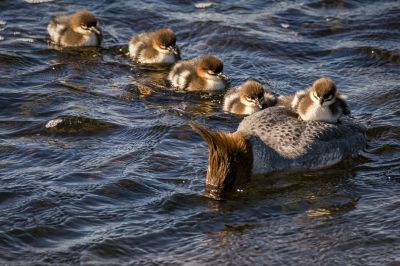 Gänsesäger (F,J) / Goosander