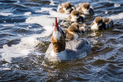 Gänsesäger (F,J) / Goosander