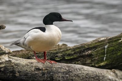 Gänsesäger (M) / Goosander