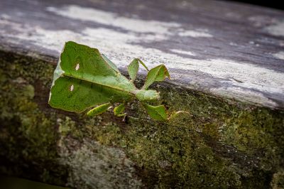 Gray's Leaf Insect / kurzer Video-Clip