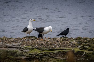 Mantelmöwe / Great Black Backed Gull