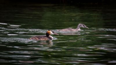 Haubentaucher (adult & juvenile) / Great Crested Grebe