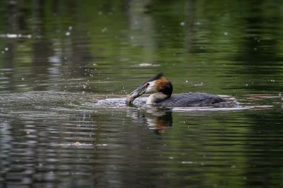 Haubentaucher / Great Crested Grebe